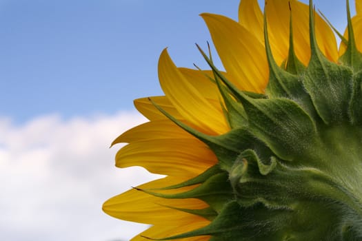 Nice sunflower under blue sky