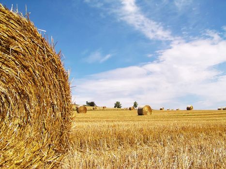 Harvested Rolls of Straw - in hot summer day