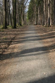 Forest with a path in the spring