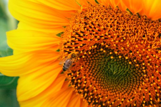 Sunflower detail with the rorking bee