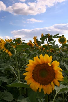 Nice sunflower under blue sky