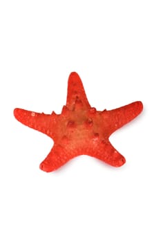 Beautiful red starfish isolated on white background