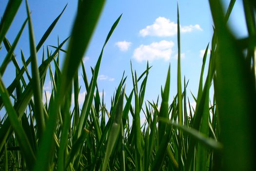 Fresh green grass with blue sky