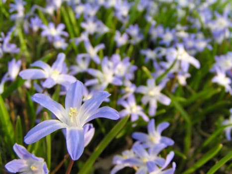 A lot of spring blue flowers