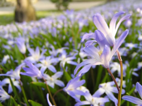 A lot of spring blue flowers