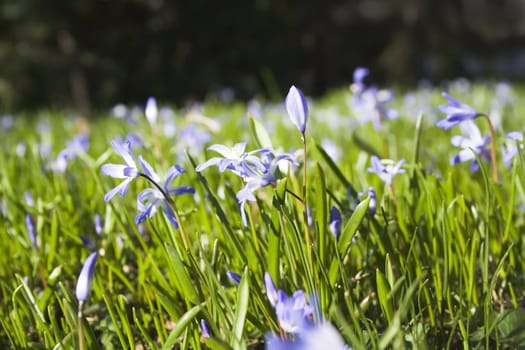 Blue flowers in the grass with dark background