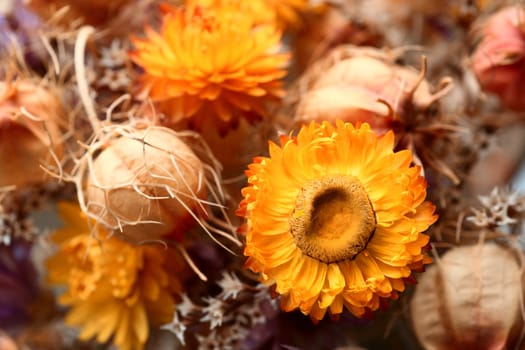 Strawflowers - colorful macro - nice background