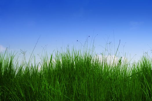 Fresh green grass with blue sky
