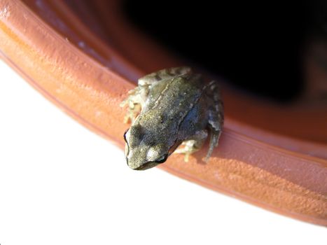 Small frog on the edge
