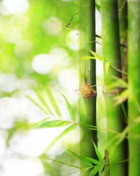 bamboo boke background