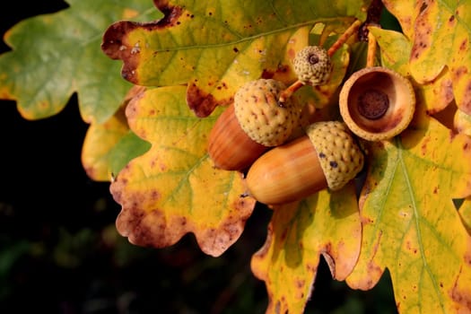 Autumn acorns - nice autumn colors