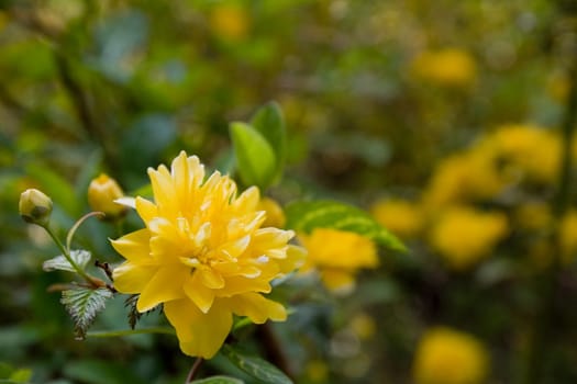 Yellow flowers on a bush