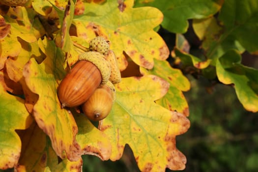 Autumn acorns - nice autumn colors