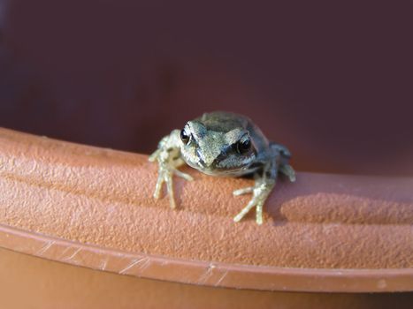 Small frog on the flowerpot - front view