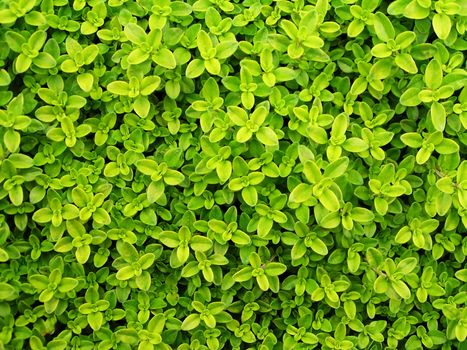Small and fresh green leafs background

