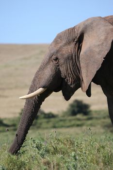 African elephant with tusks eating thistles and grass