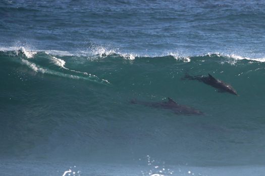 Wild Bottlenose dolphins surfing an ocean wave