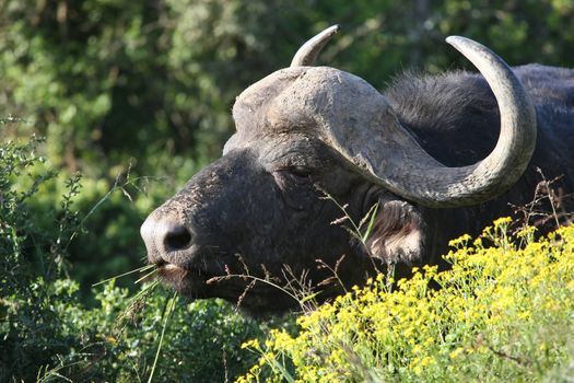 Large male African buffalo with grass stalks in it's mouth