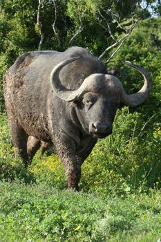 A muddy African buffalo with large curved horns