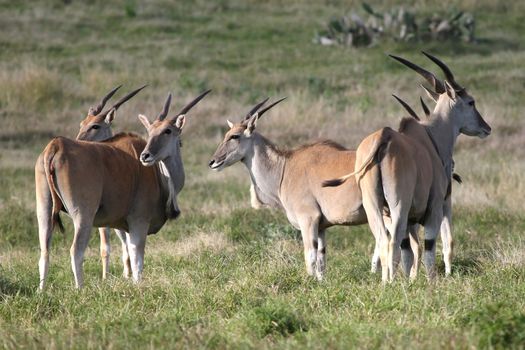 Eland antelope standing in the long African grass land