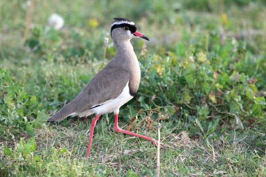 Crowned plover bird with red legs running on green grass