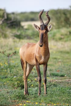 Red hartebeest antelope with distintive horns and fur