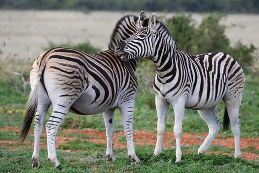 Burchells or Plains zebras grooming each other