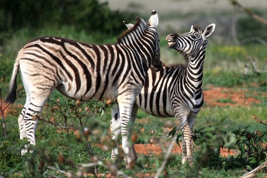 Two young plains or Burchells zebras interacting