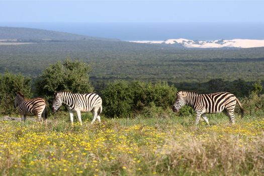 Plains zebras in wild flowers with the coast in the background