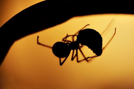 Detail of the hunting spider