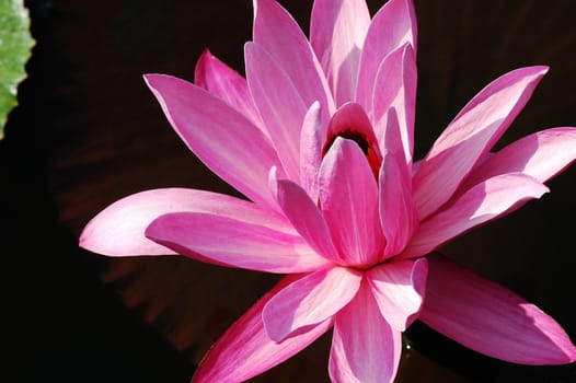 Blooming lotus flower in the pond