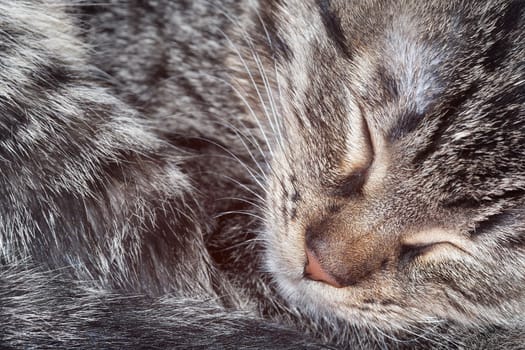 Detail of the sleeping kitten