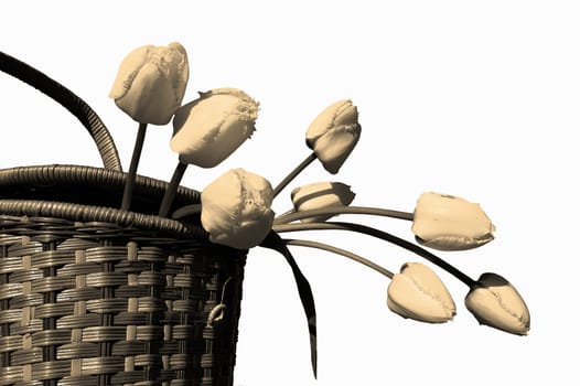 Basket with yellow tulips, isolated, sepia ton
