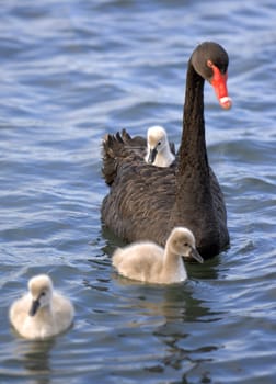 A baby black swan chick hitches a ride on its mother 