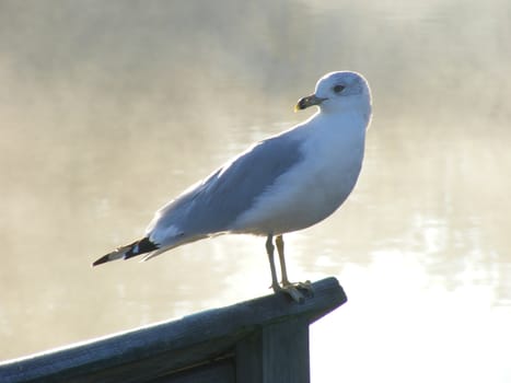 A seagull standing in front of a steaming lake in the early morning.