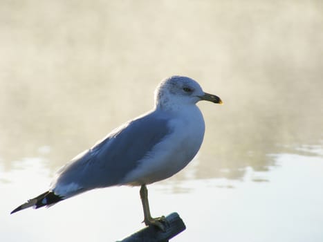 A seagull standing in front of a steaming lake in the early morning.