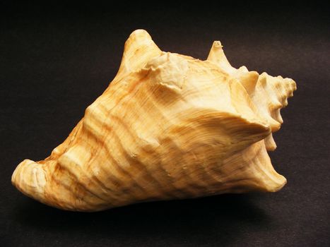 Close-up view of a sea shell on a dark surface.