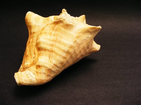 Close-up view of a sea shell on a dark surface.