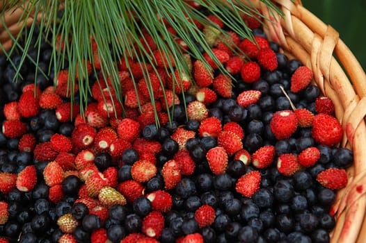 Mix of wood berries: wild strawberry and a bilberry