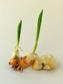 garlic germination