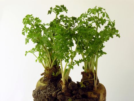parsley roots in water and green leaves are growing up
