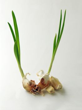 garlic is natural medicine too