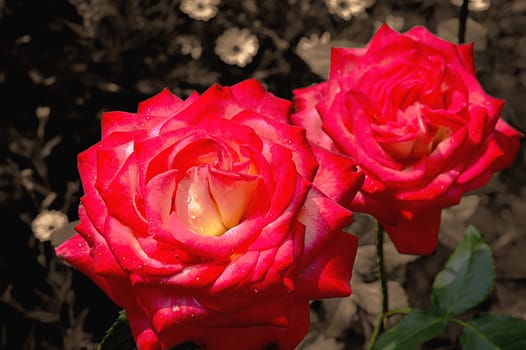 Red-yellow  rose in a garden. Sepia ton 