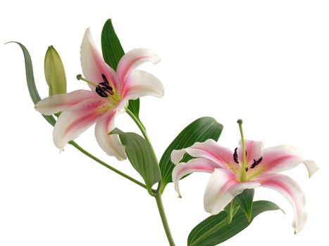 I like all lilies as very nice flowers