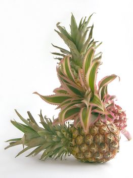 interesting composition of blooming pineapples and fruit