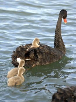 A baby black swan chick hitches a ride on its mother 