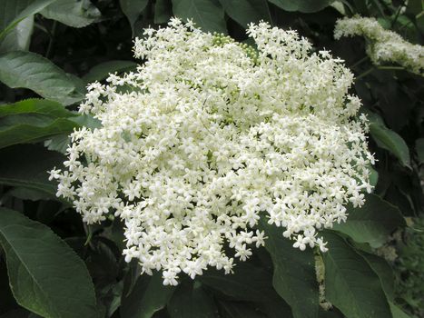 aroma and beauty of elder flowers