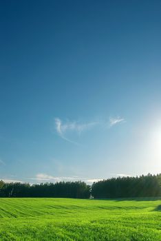 Greenfield and forest with perfect skyline, non-urban landscape. Natural colours.