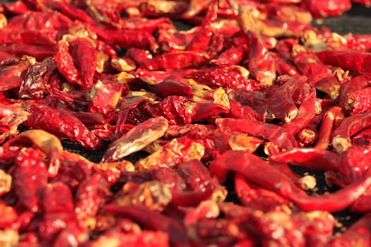 dried red chili peppers in a seamless background