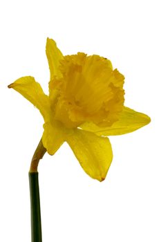 Yellow daffodil with waterdrops. On a clean white background.